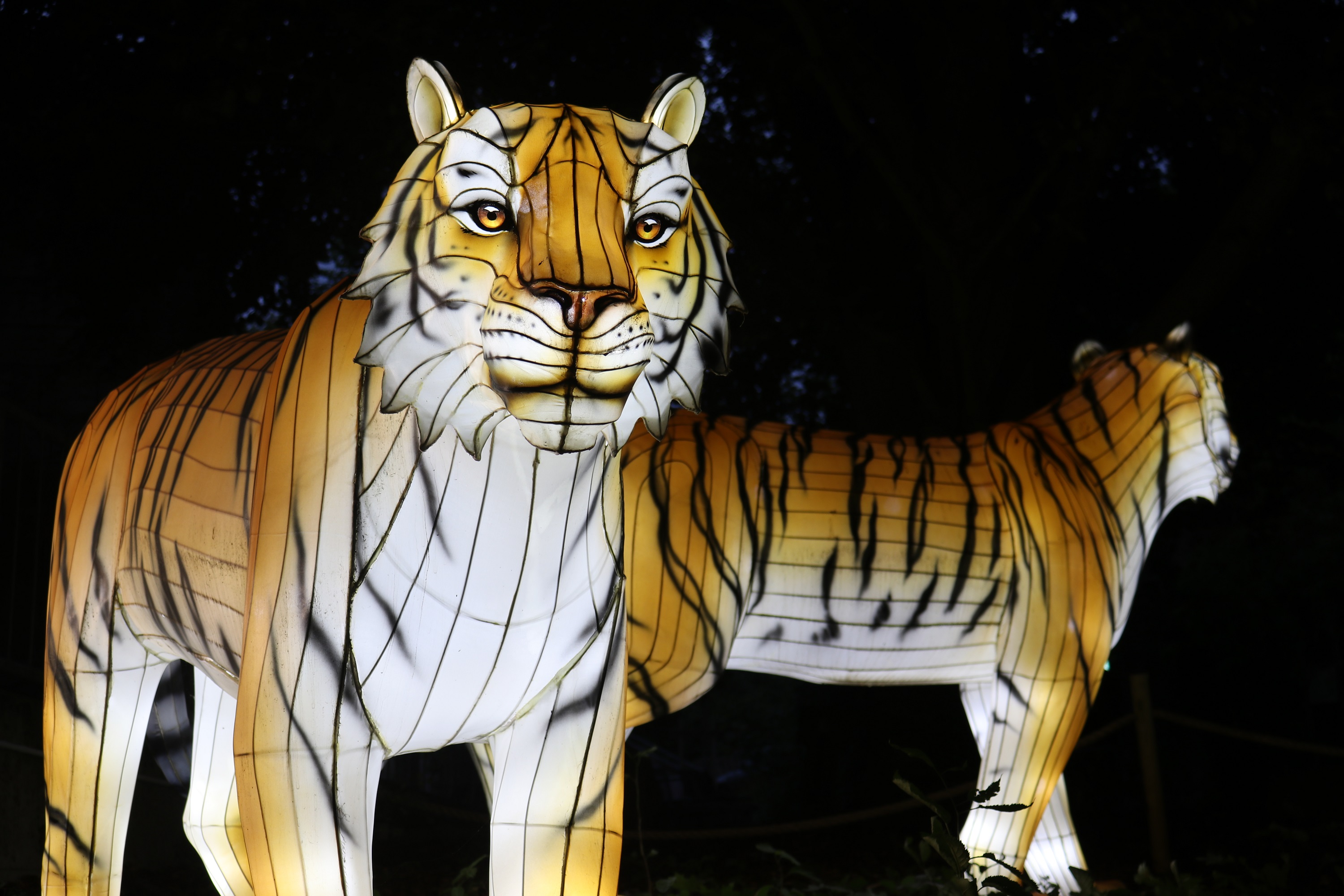 "Zoo-Lights" Tiger