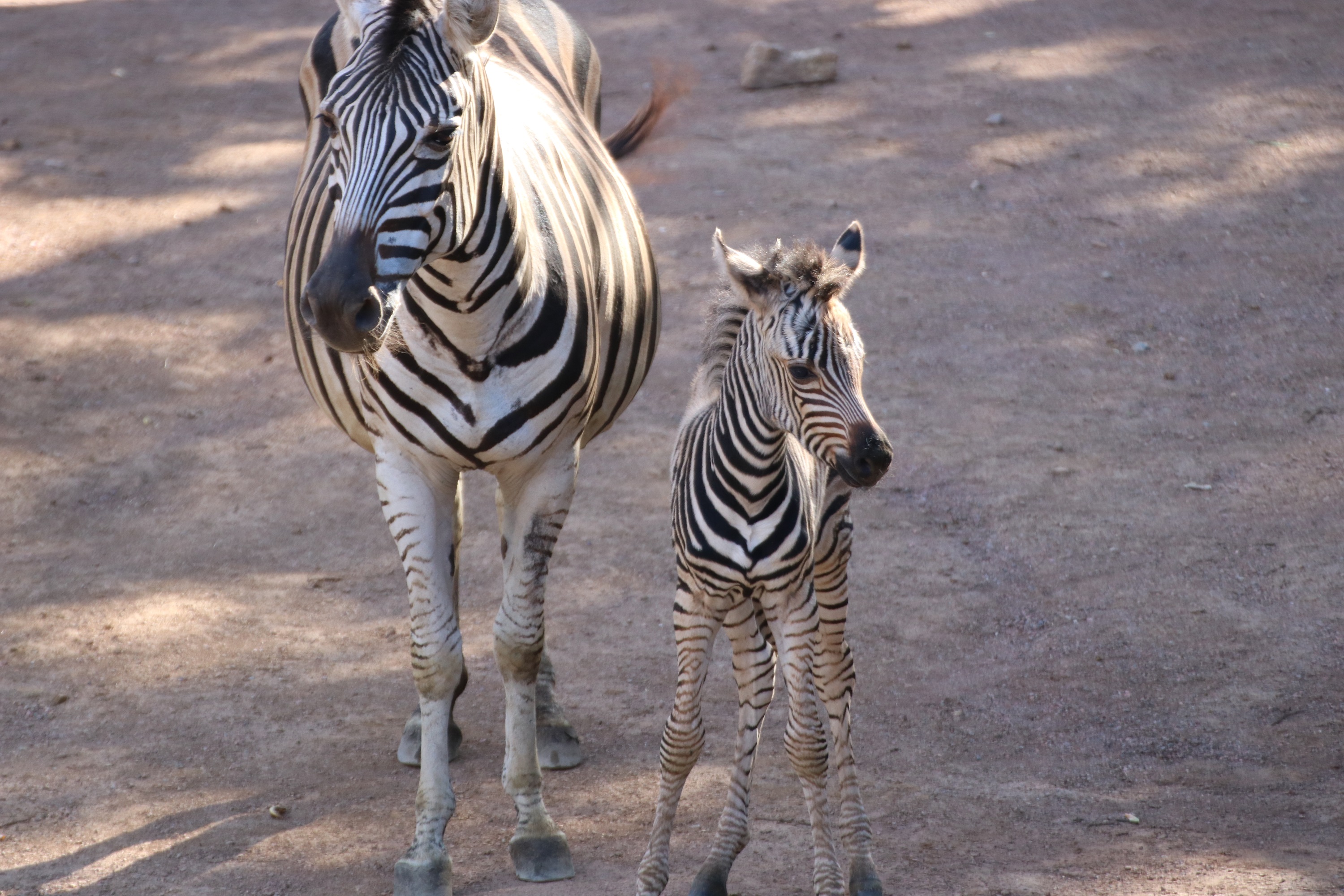 Zebranachwuchs