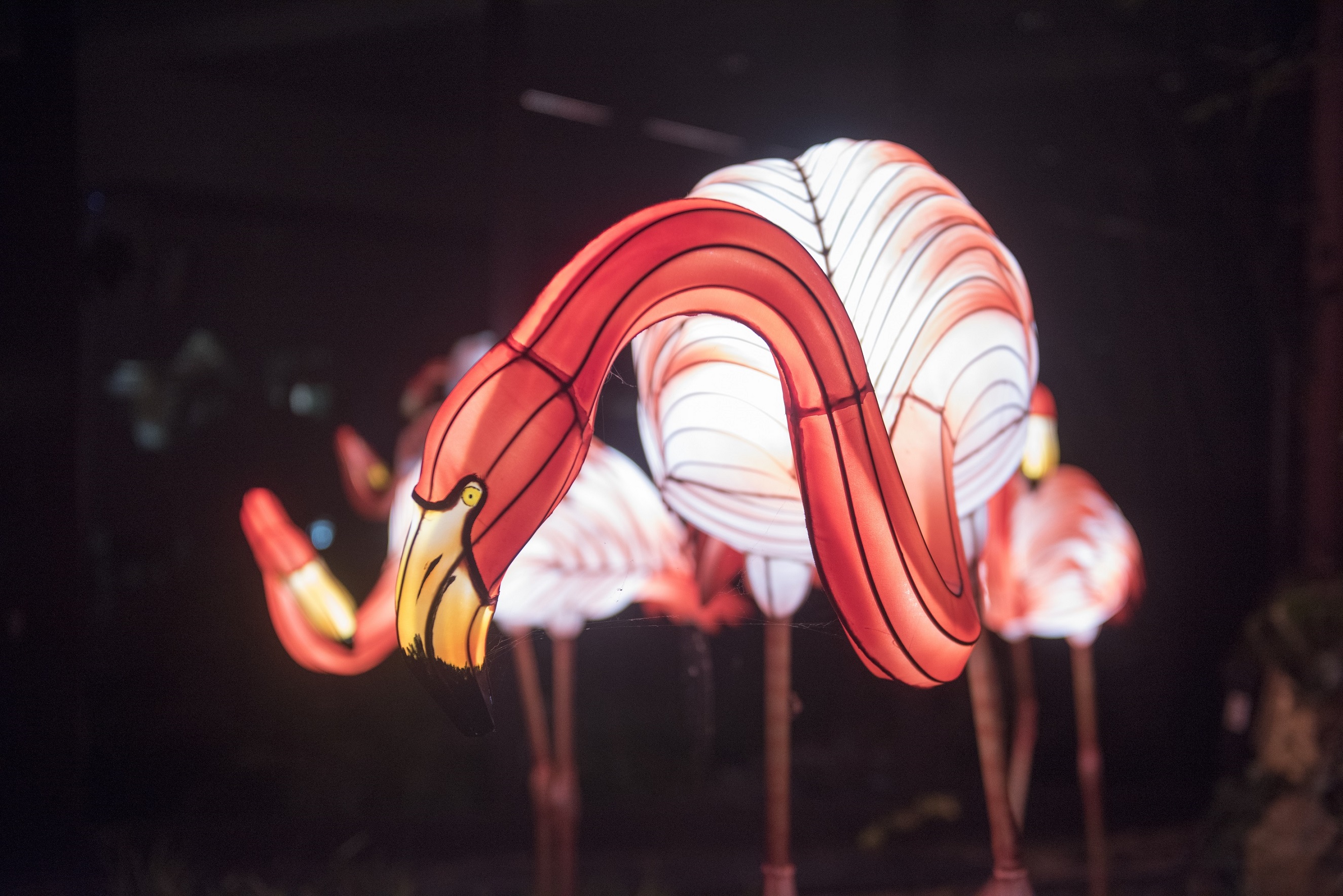 Zoo-Lights