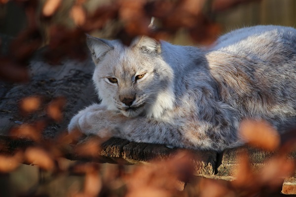 Europäischer Luchs