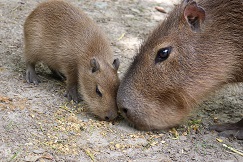 Capybara