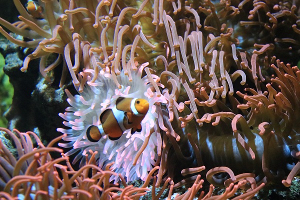 Clownfisch