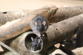 Hausratten