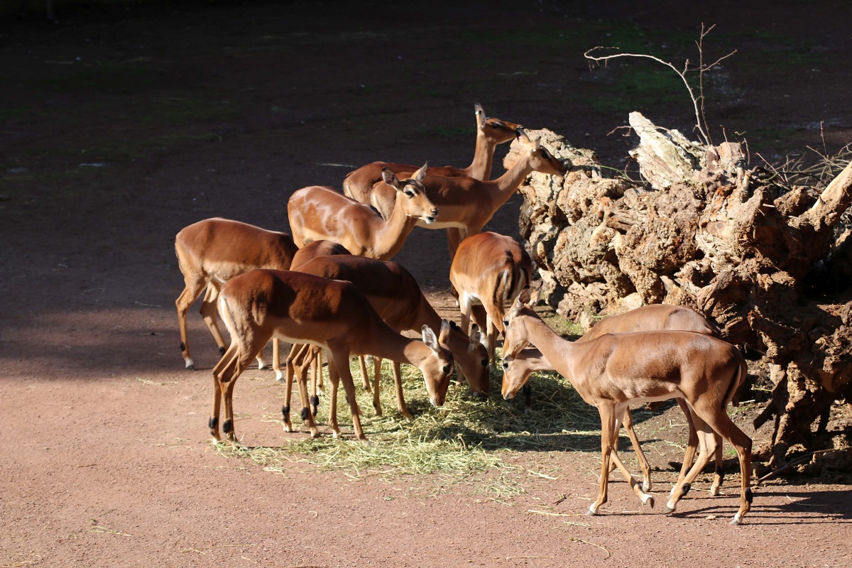 Impalas