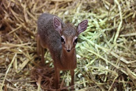 Kirk-Dikdik