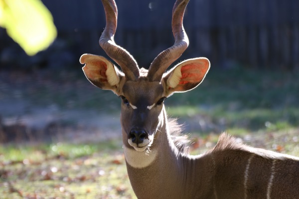 Kleiner Kudu