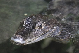 Krokodilkaiman