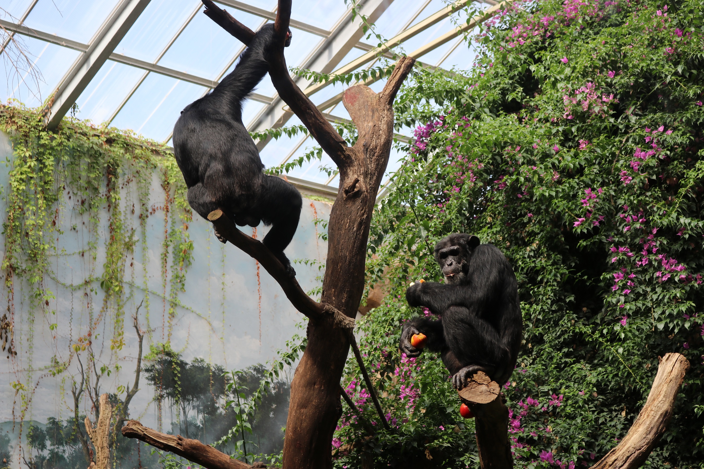 Schimpansenmännchen