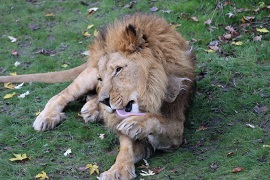 Nakuru