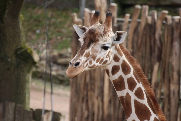 Netzgiraffe