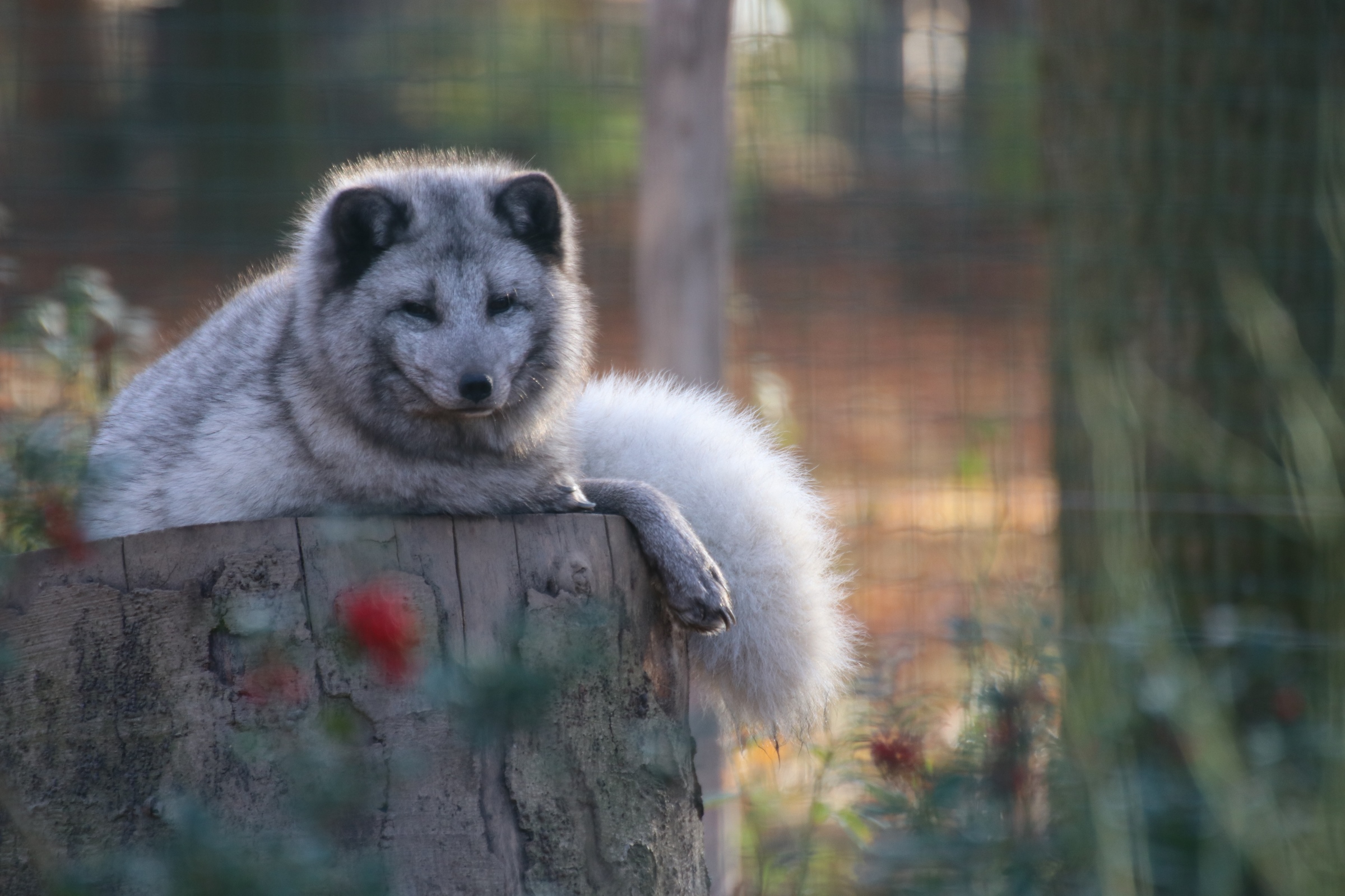 Polarfuchs