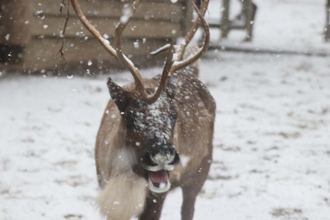 Rentier im Schnee