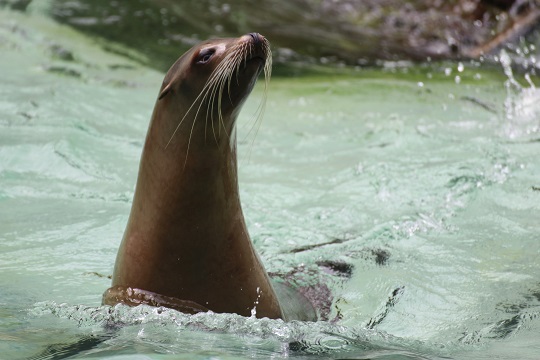 Seelöwe