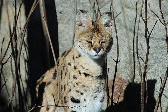 Serval