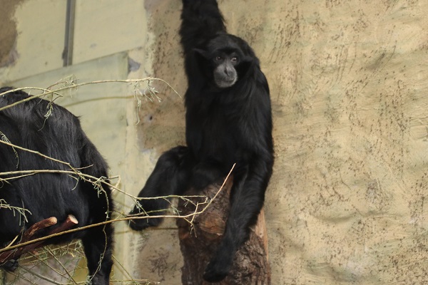 Siamang