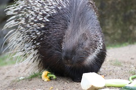 Stachelschwein