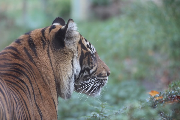 Sumatra Tiger