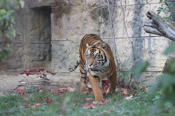 Sumatra-Tiger