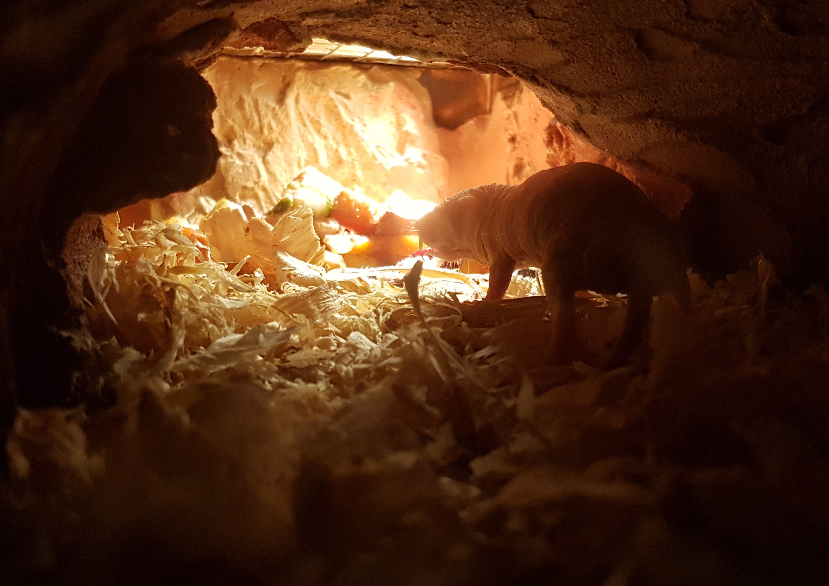 UIZ Zoo Osnabrück