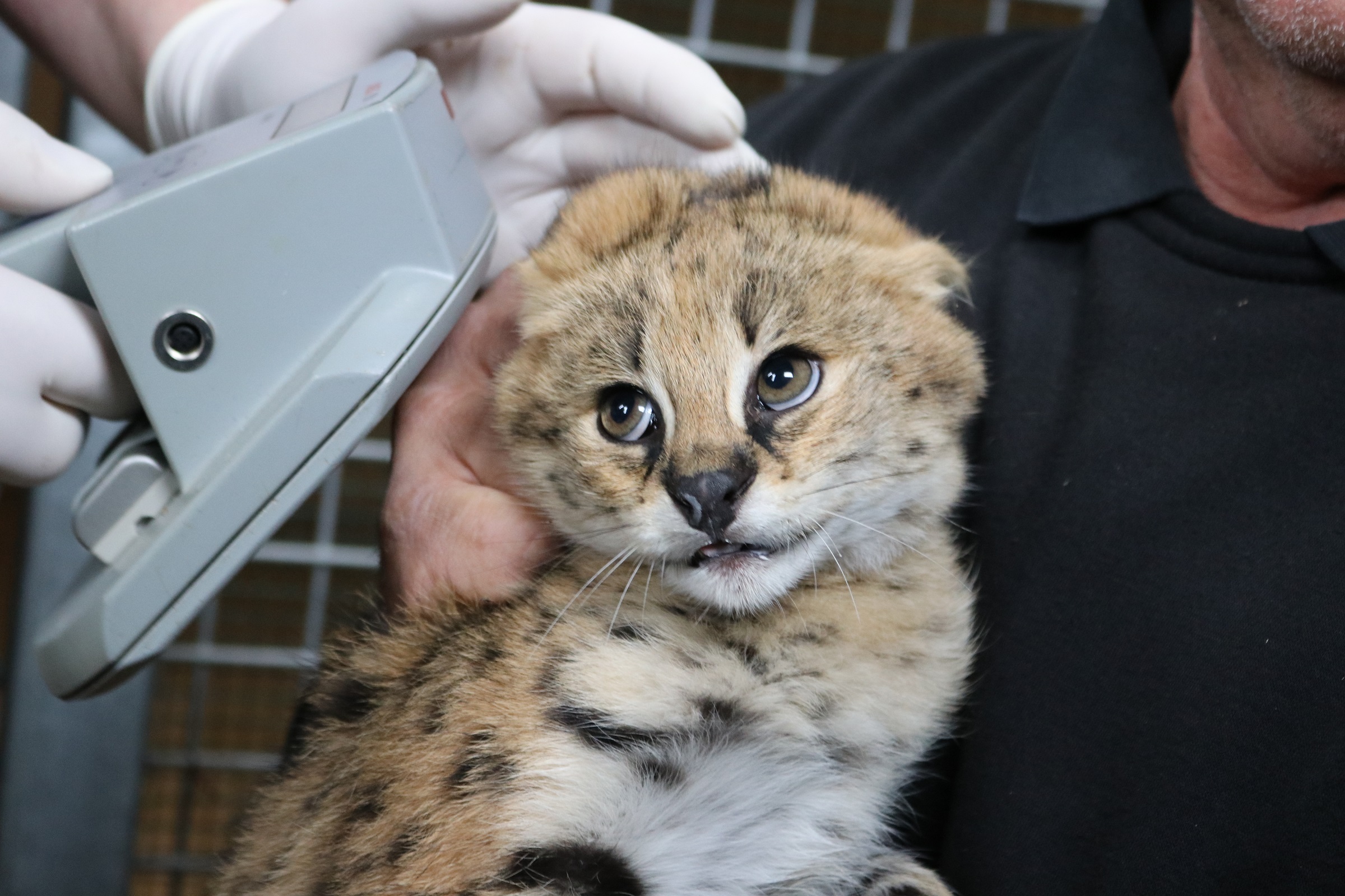 Serval Impfung
